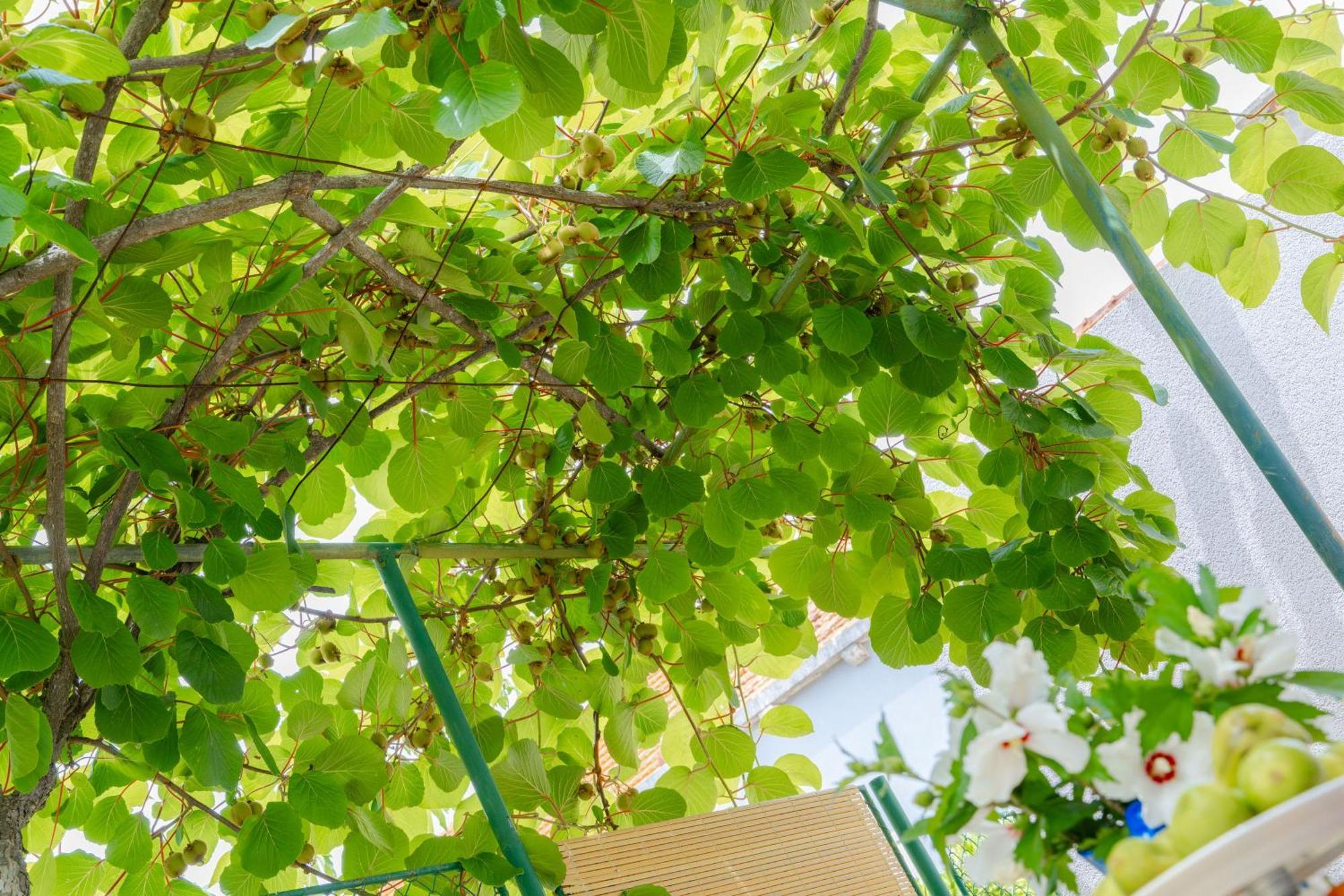 Garden Apartment ヴェラ・ルカ エクステリア 写真